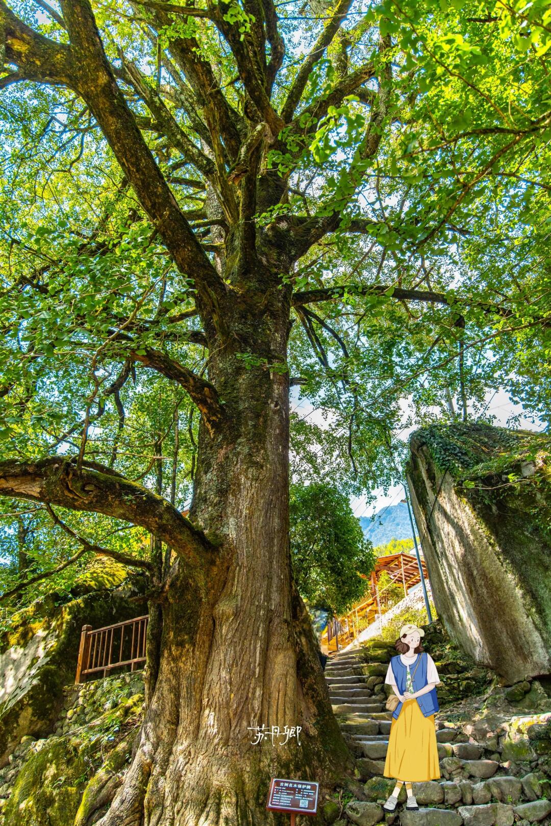 第一次见到这么大的古银杏‼️江西文旅嘴够严