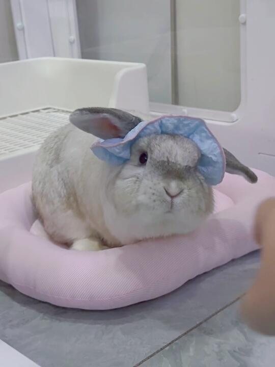 武艺开始倒鸡屎
