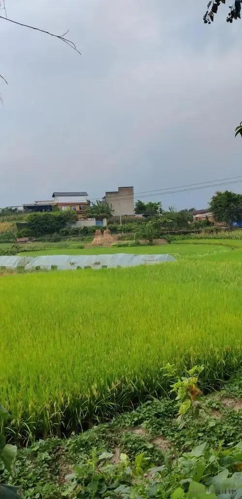 现在的年轻人好可怕，父母去世了，他们不给亲戚报丧了！
 
在传统乡土社会中，红白