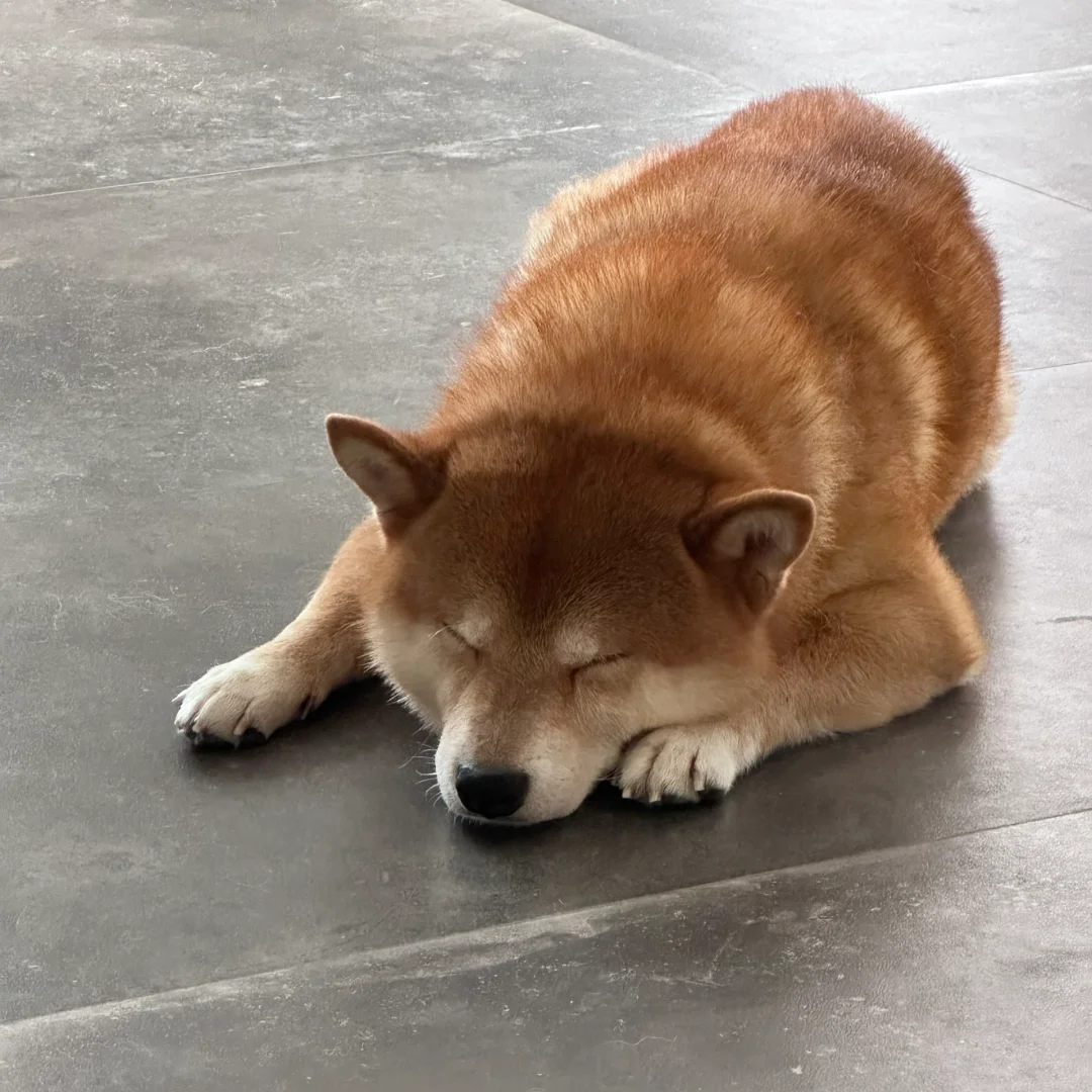 瞌睡博主上线