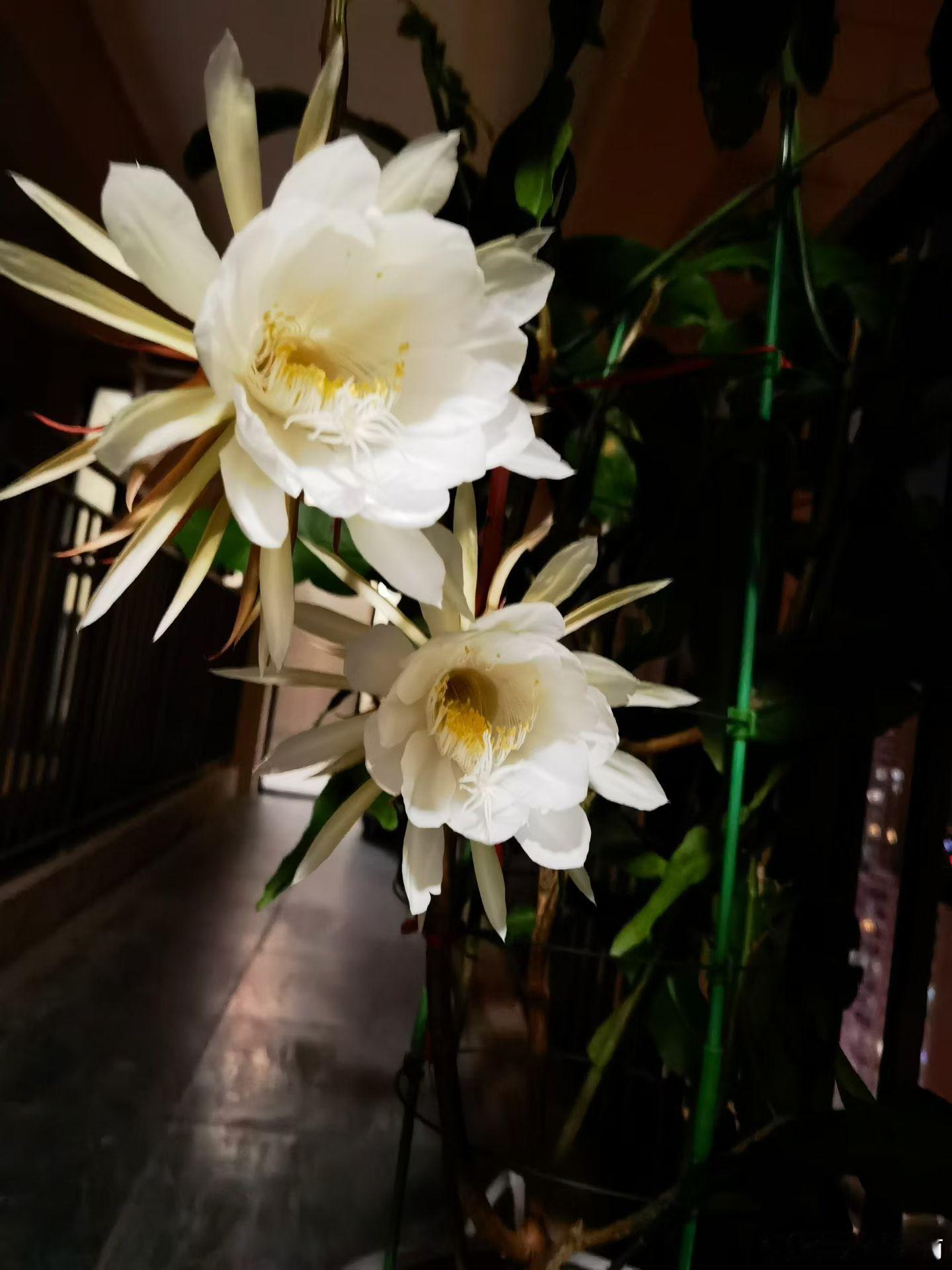 【昙花一现】佛教经典渊源（最早出处）昙花原产于印度，在佛教中地位极高，被称为“优