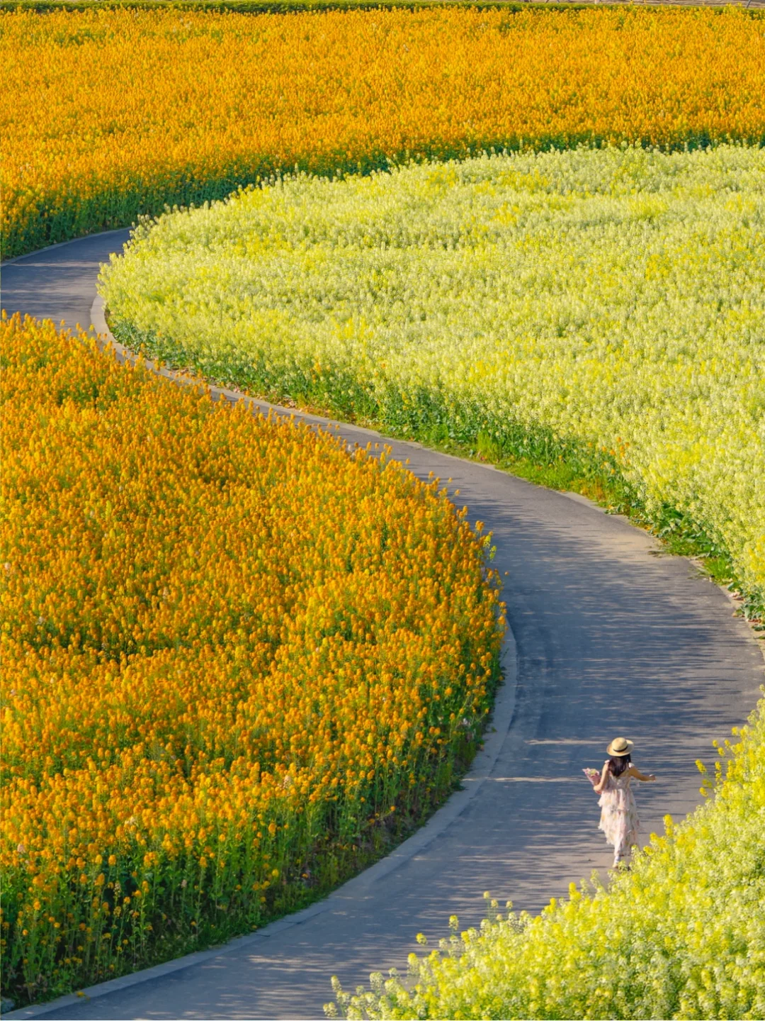 接下来的成都是一万次的春和景明🌼