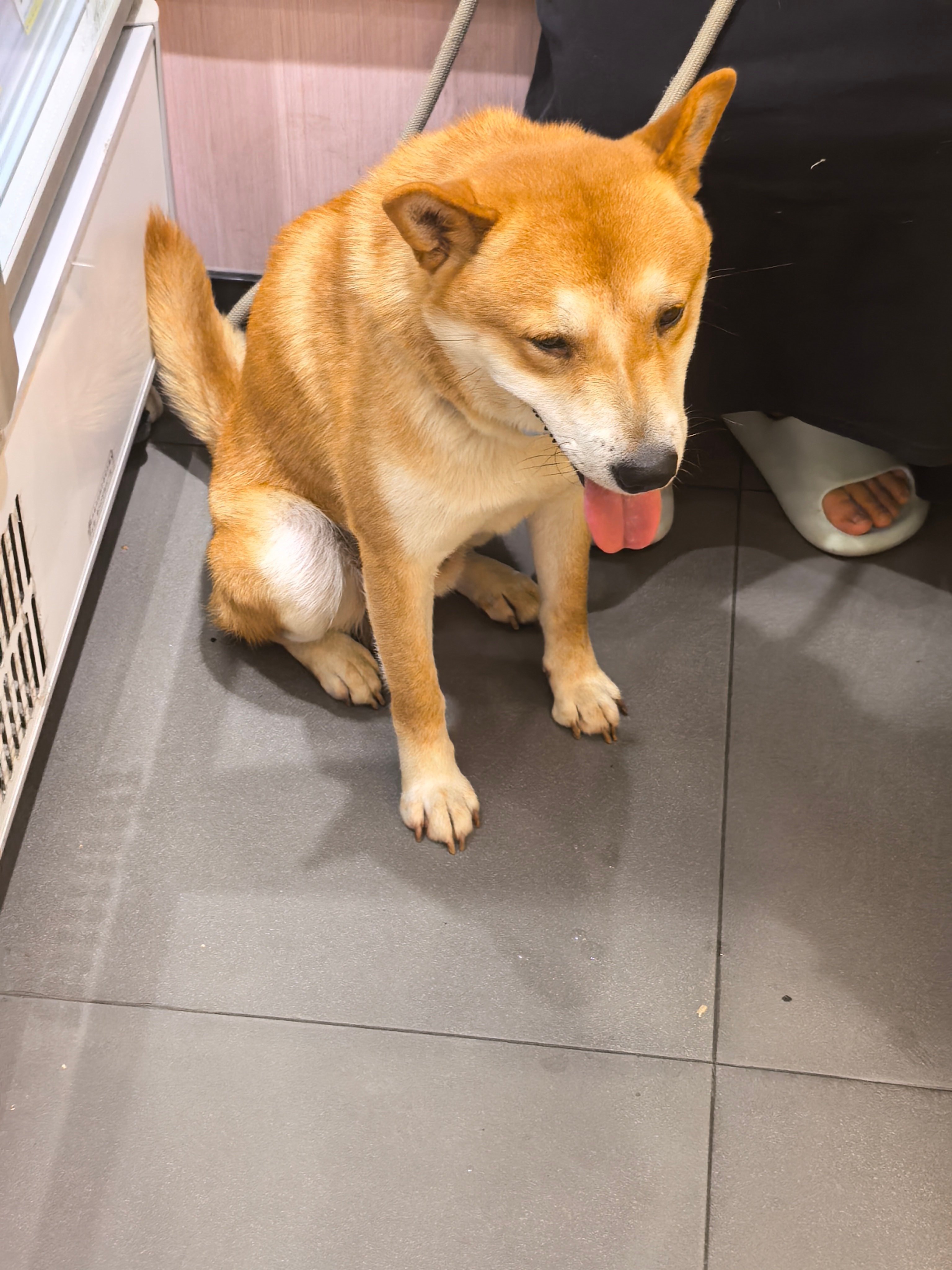 日本狗