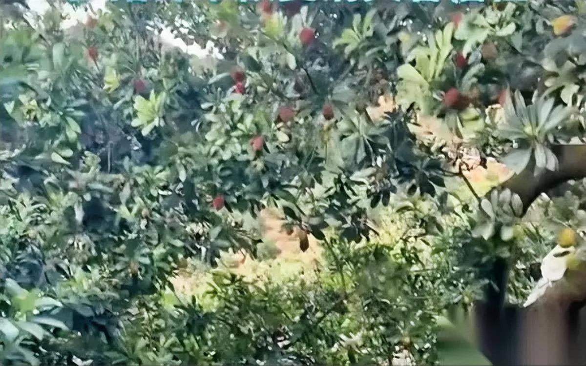 最近想吃杨梅的

先停一停！

你挑的那种个头大颜色亮、放两三天都不软的，说不定