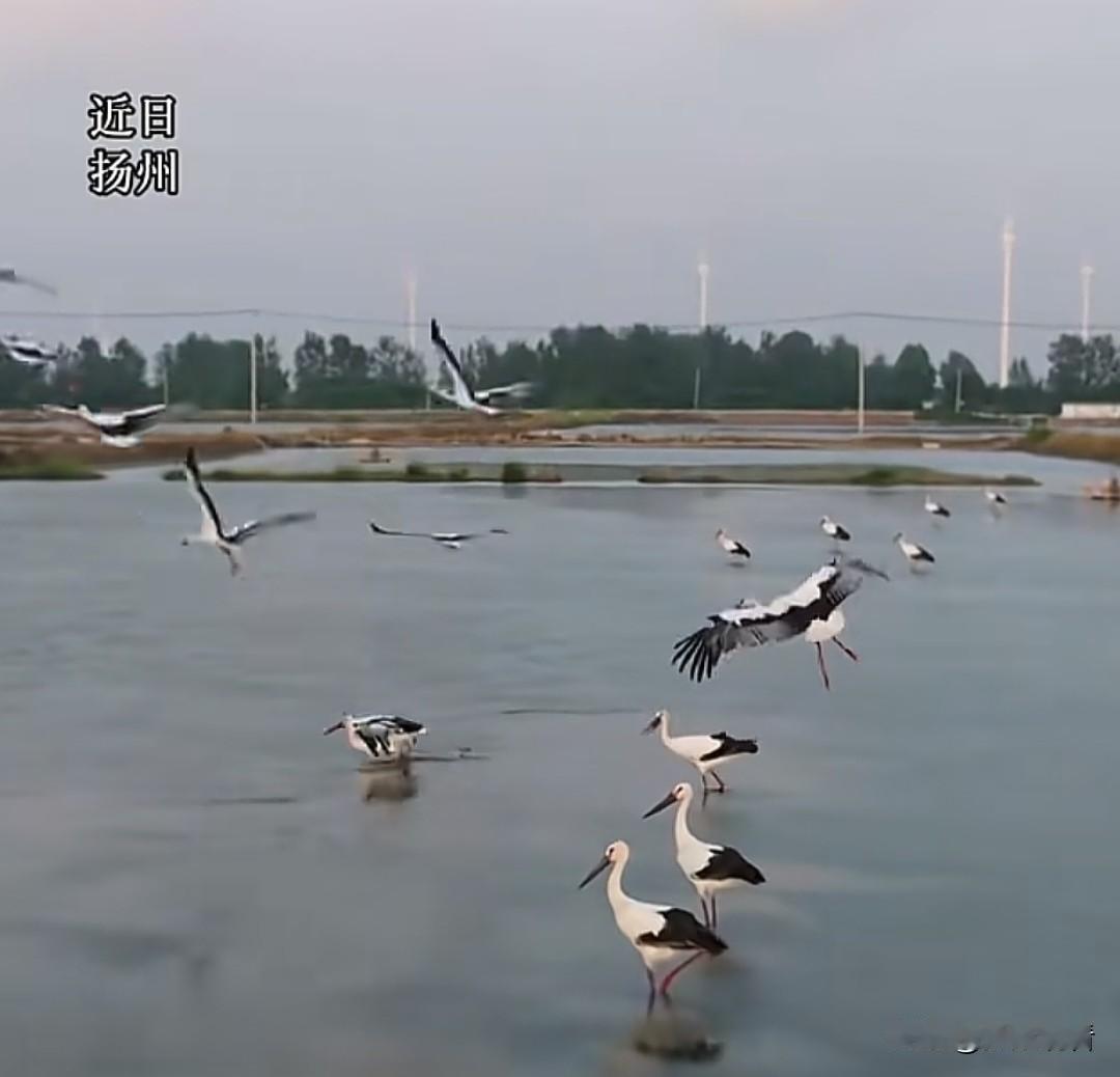 近日扬州宝应这位蟹塘老板也太难了！数十只号称“鸟界大熊猫”的国宝东方白鹳天天组团