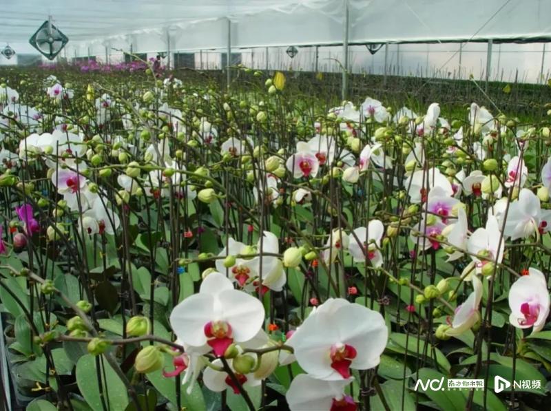 新年签收一份兰花香，你的风雅旅途已到站！