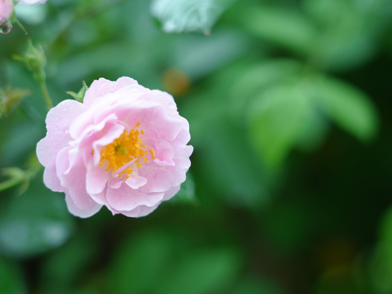 分享一张你相册的拍的花这是一张雨后拍的月季花，你从相片中看它会给你带来什么感觉？