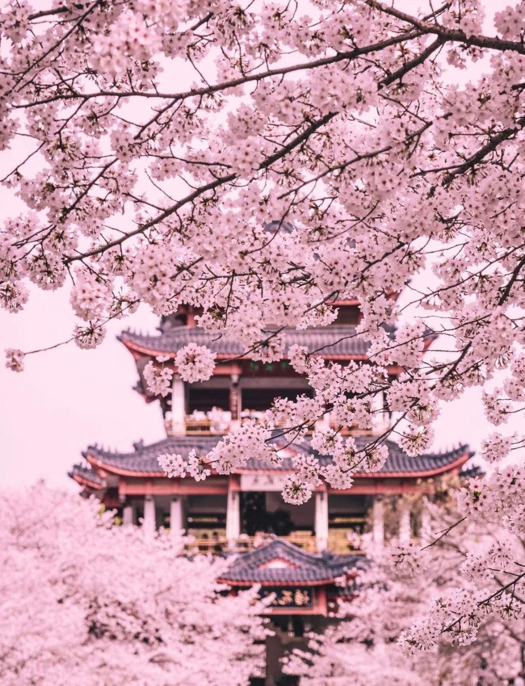 2026软科中国大学排名出炉：湖北省7所高校进入前百名，14所高校进入前200名