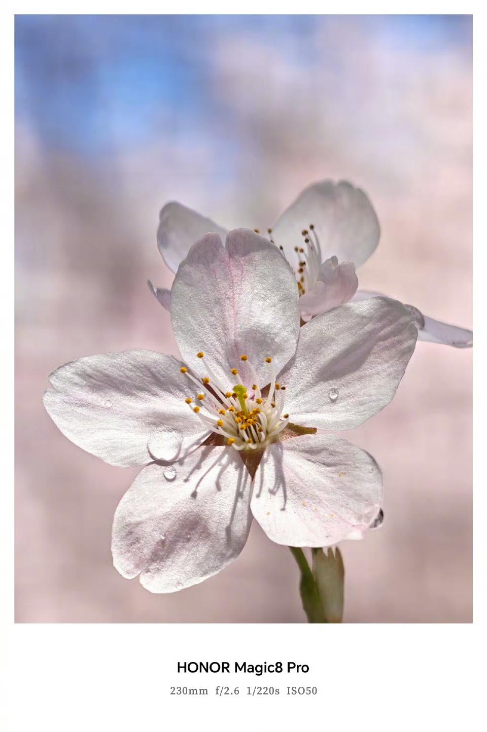 在书里邂逅春天——浪漫是底色，花香是彩蛋。
荣耀Magic8 Pro记录春天，每