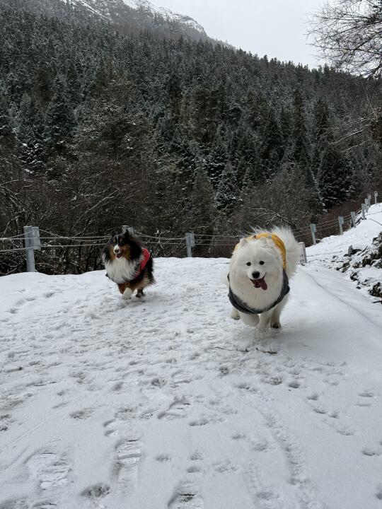 川西小狗玩雪圣地