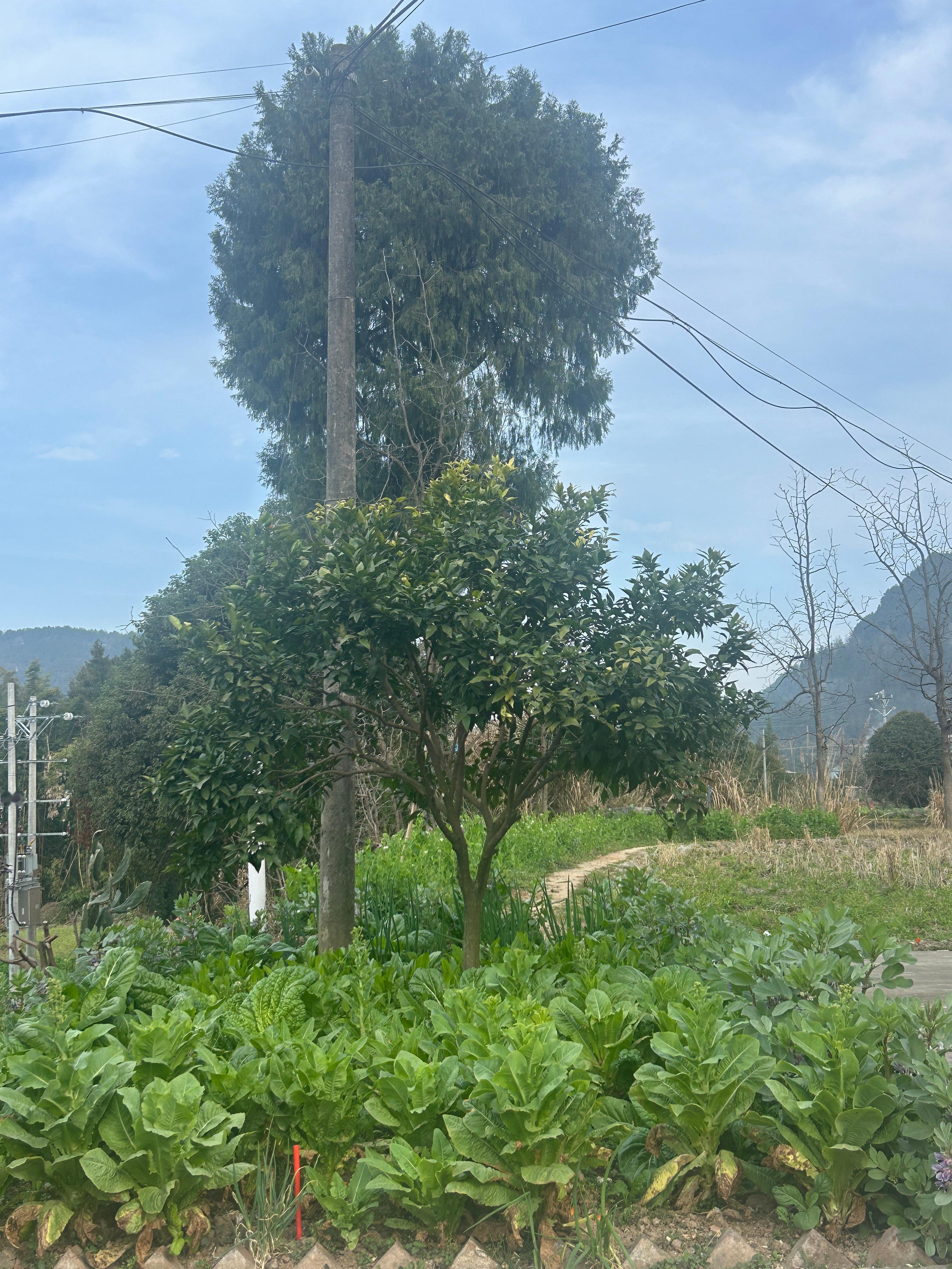 橘子——当之无愧的完美水果在我心里，我最爱的橘子品种不知火、明日见、椪柑、沃柑、