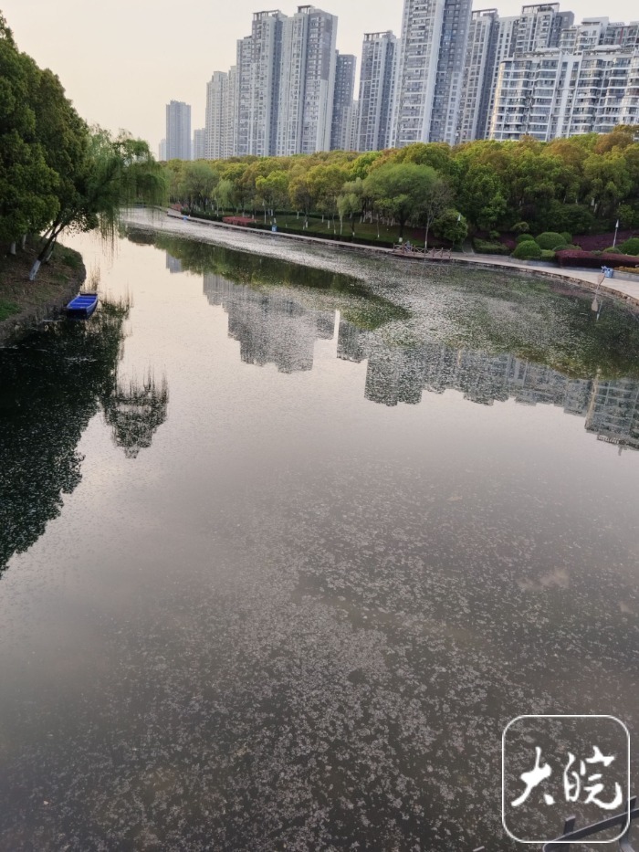漫天飞舞的烦人“毛毛”又来了 安徽苗木花卉专家详解如何防护