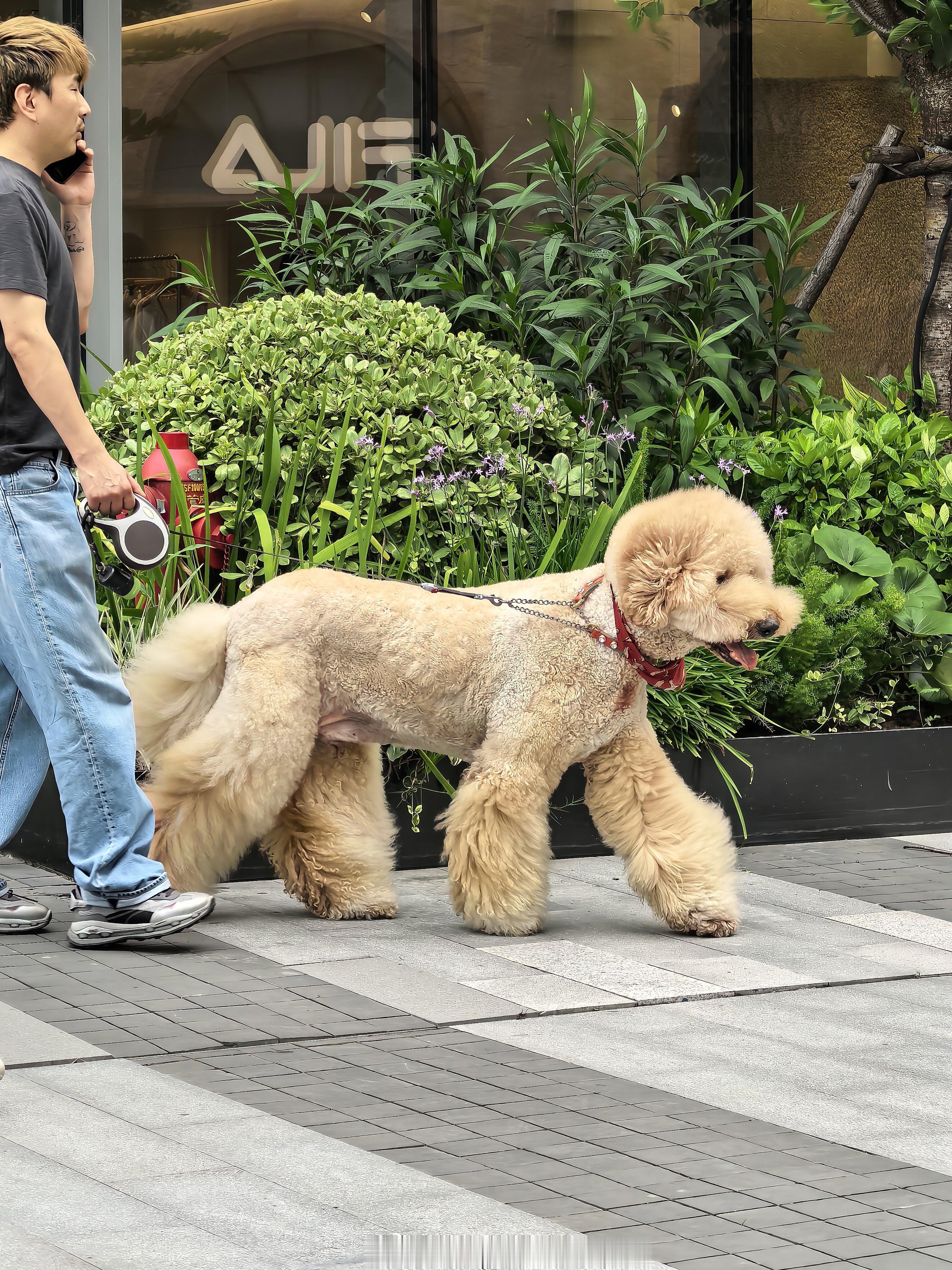 这是泰迪吗？怎么这么大