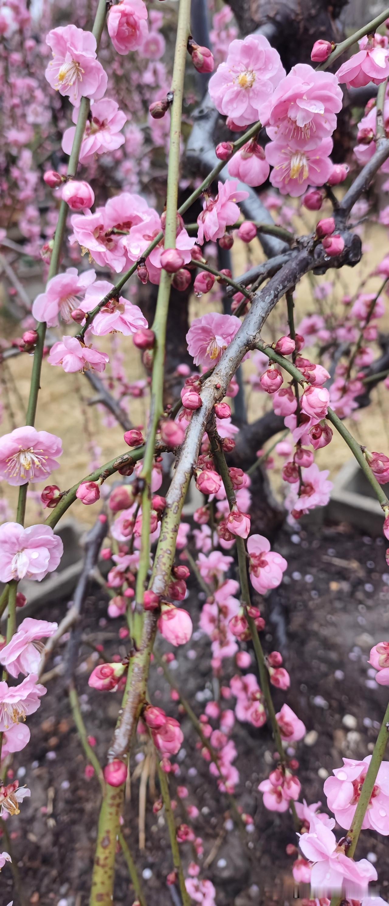 你说今年会遇见心软的神吗?亲亲，我希望新年能够给我添一个佳婿。再添个孙子就更完美