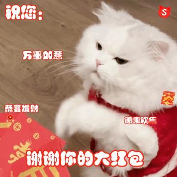 猫猫拜年表情包来咯！快收藏！ 