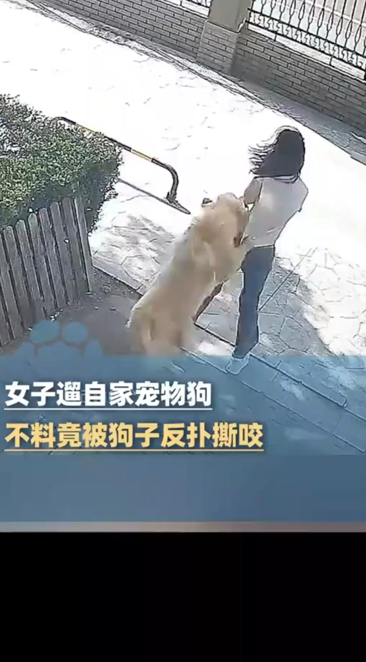 女子遛自己养的宠物狗不料遭到狗子扑咬 宠物狗
