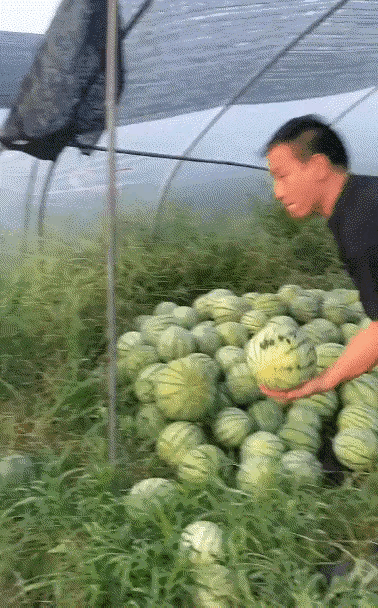 你们不吃
有人吃
这也太浪费了[捂脸]