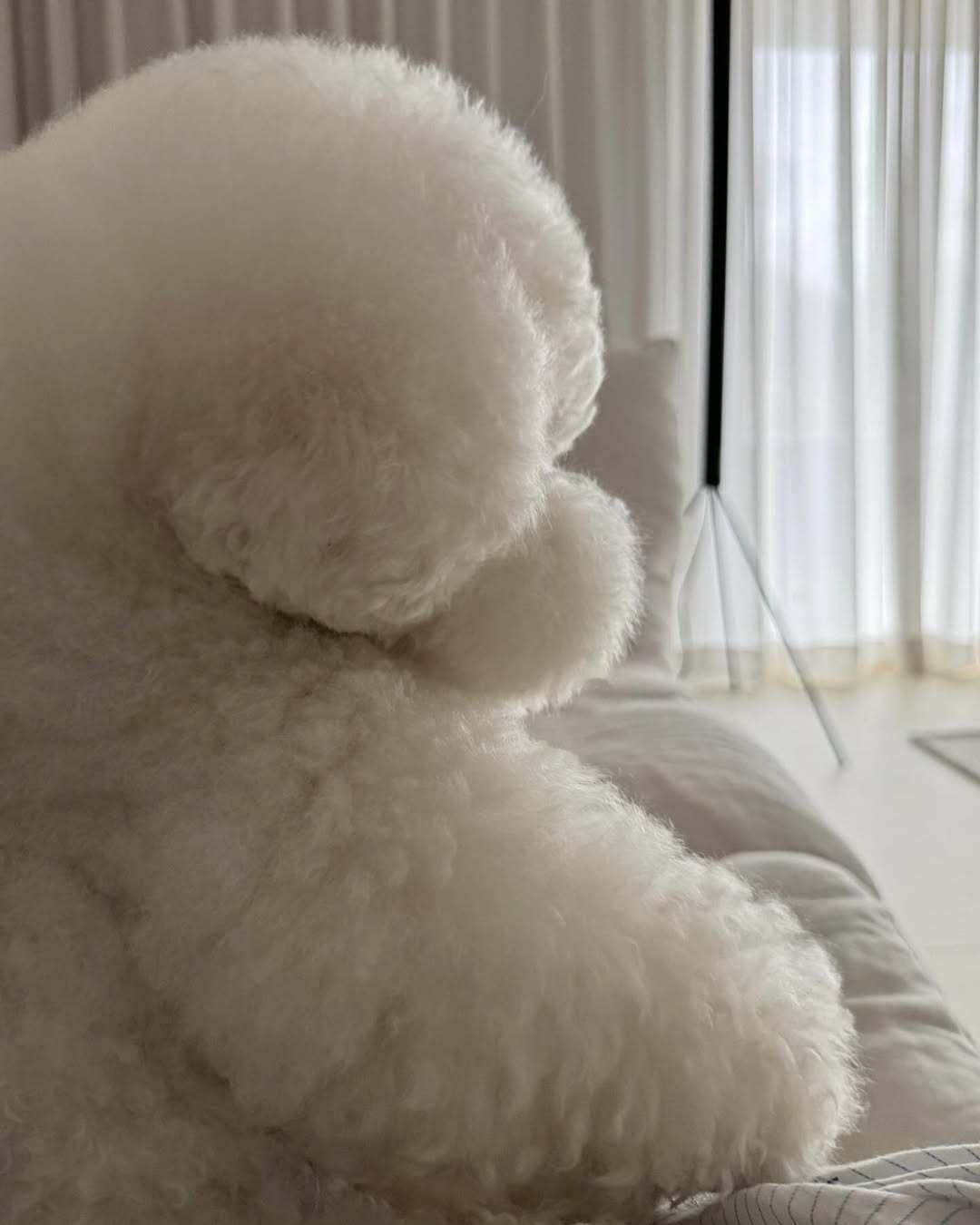 小狗生胖气不理人了 