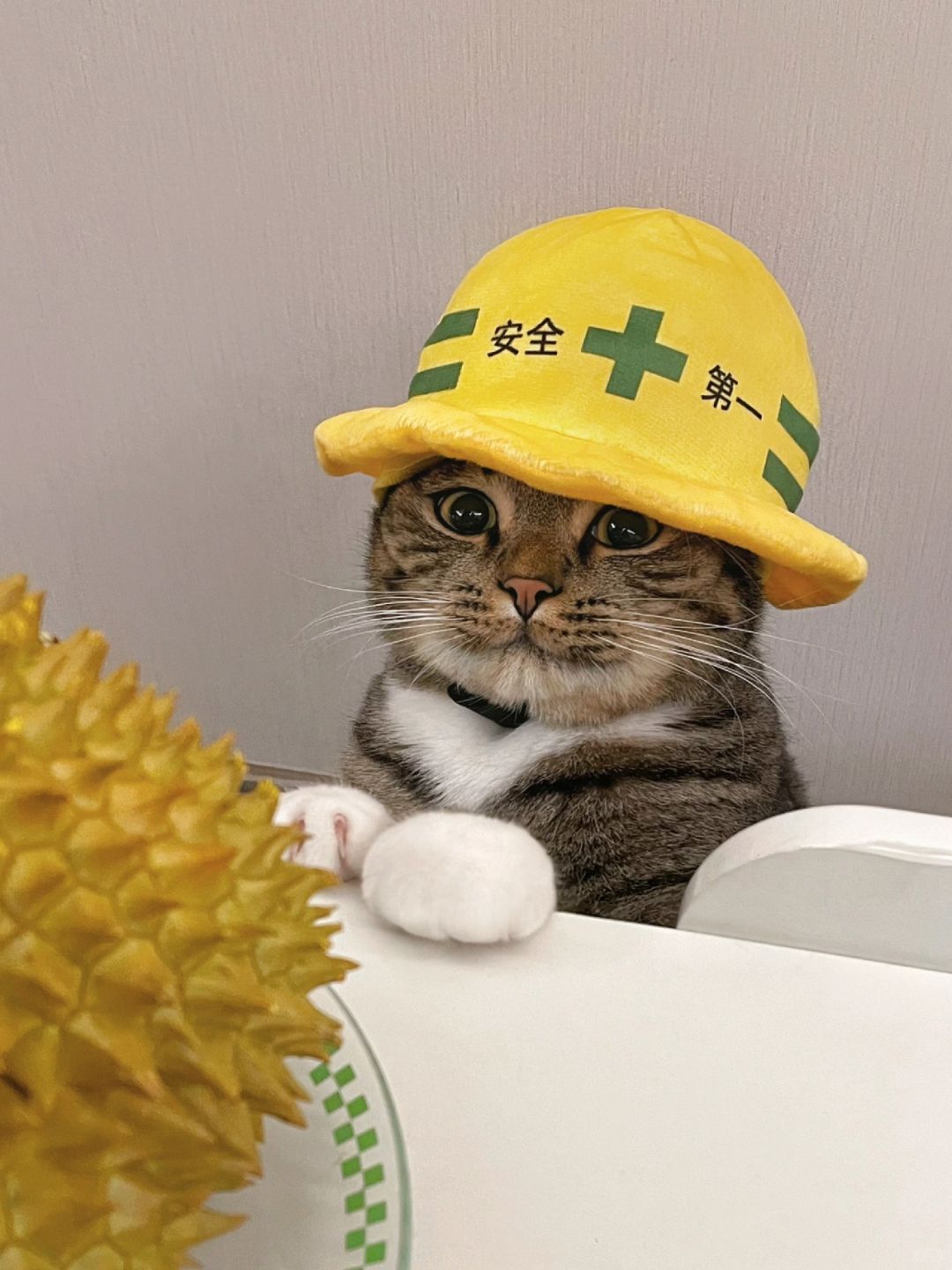 可爱小猫咪遇到榴莲竟然是这幅面孔！