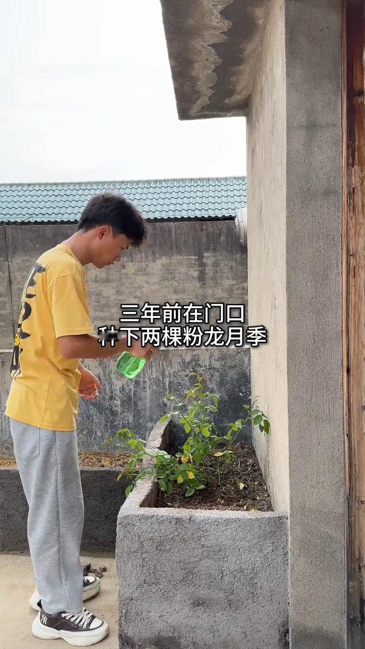 三年前在门口种下两棵粉龙月季。