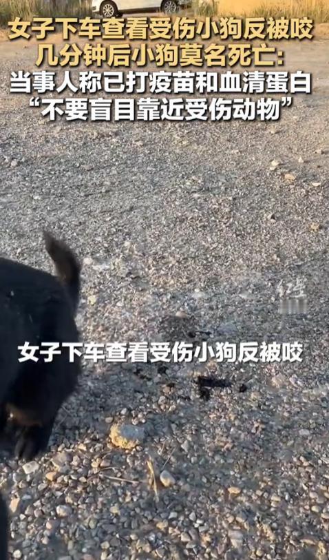 太揪心了！天津，一女子在路边看到一只受伤小狗，出于好心下车查看，没想到反被小狗咬