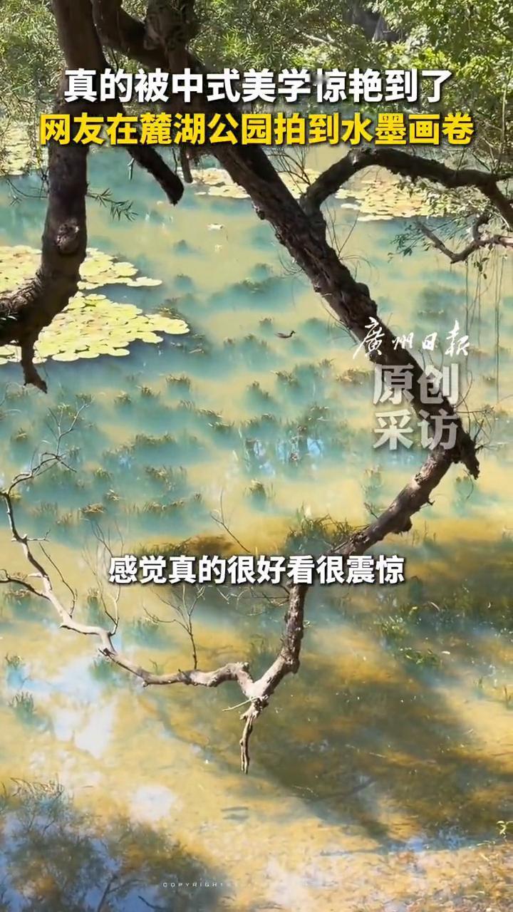 真的被中式美学惊艳到了，网友在麓湖公园拍到水墨画卷。
广州日报。
近日广州麓湖公