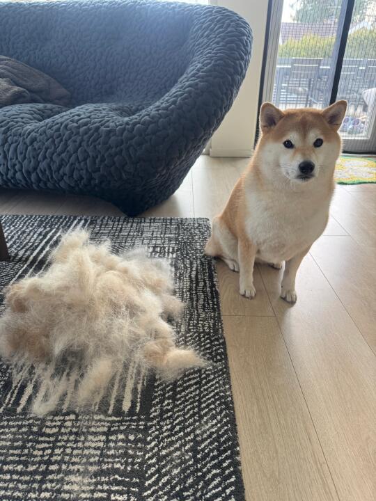 我还是很推荐大家养柴犬的（ゝ。∂）