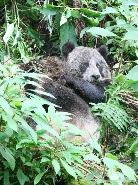 烟熏妆草草还是很美 