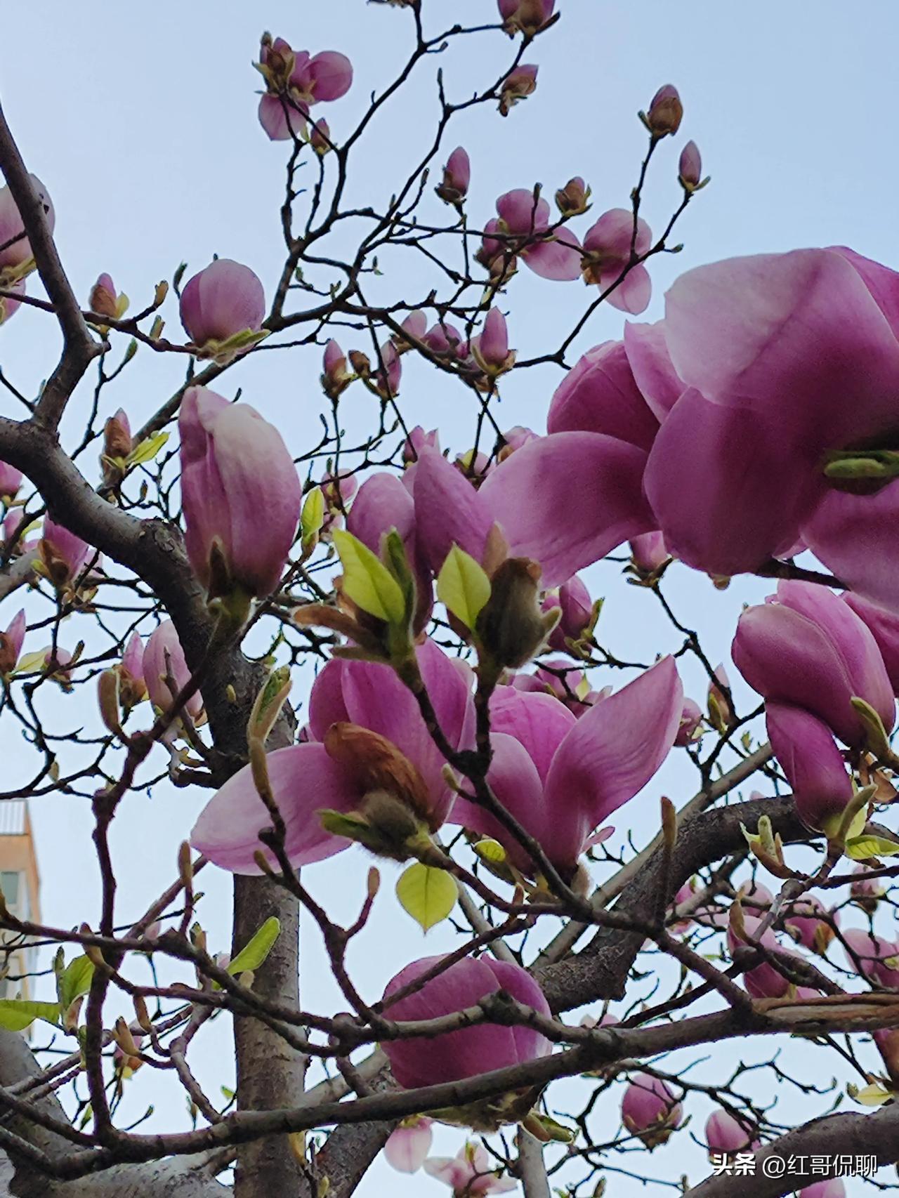 这叫二乔玉兰，常人都叫她紫玉兰，其实她是白玉兰和紫玉兰的嫁接品，真正的紫玉兰是灌