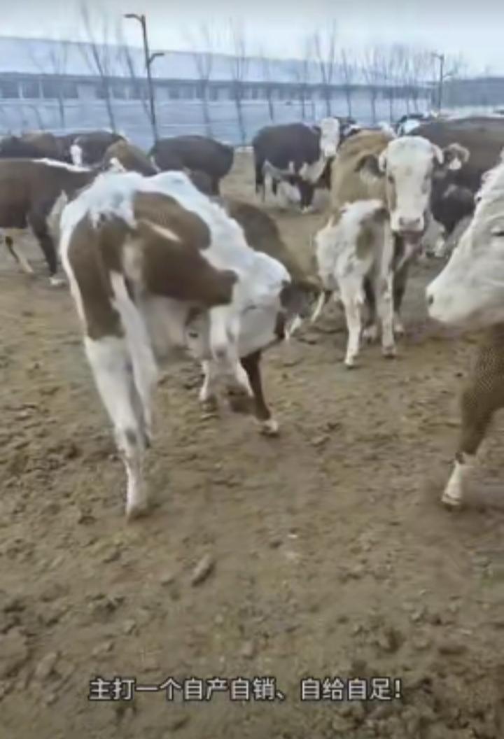 图中这头牛直接把“内卷”玩到了极致，主打一个自产自销、自给自足，彻底实现牛奶自由