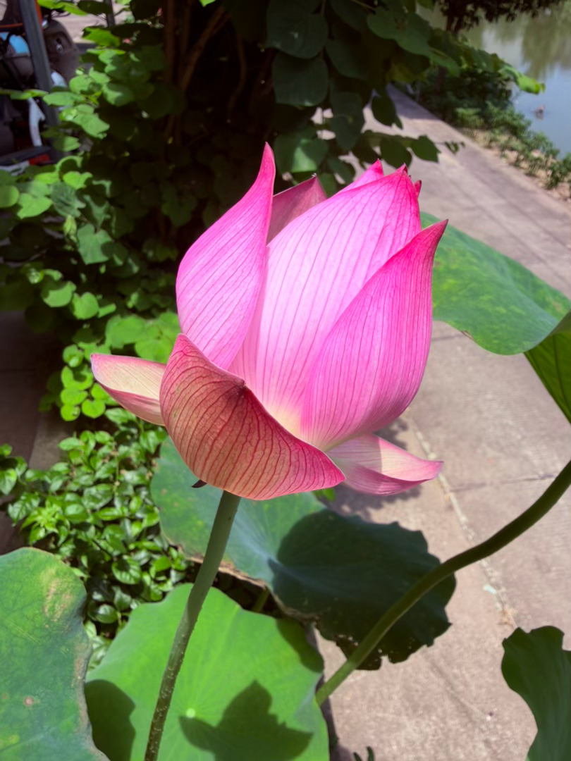 生活手记记录真实生活摄影摄影摄影 夏荷独绽，清风自来盛夏的午后，燥热裹挟着微风漫