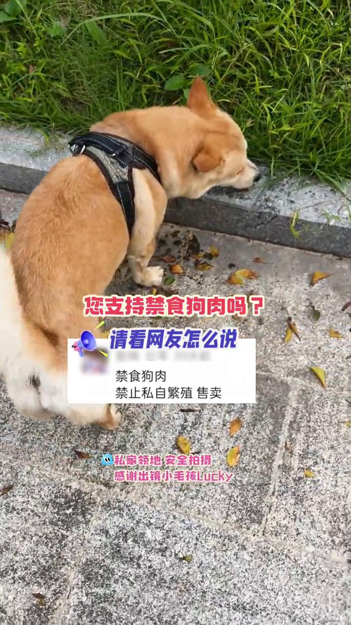 您支持禁食狗肉吗？请看网友怎么说。
禁食狗肉，禁止私自繁殖售卖。
感谢出镜小毛孩