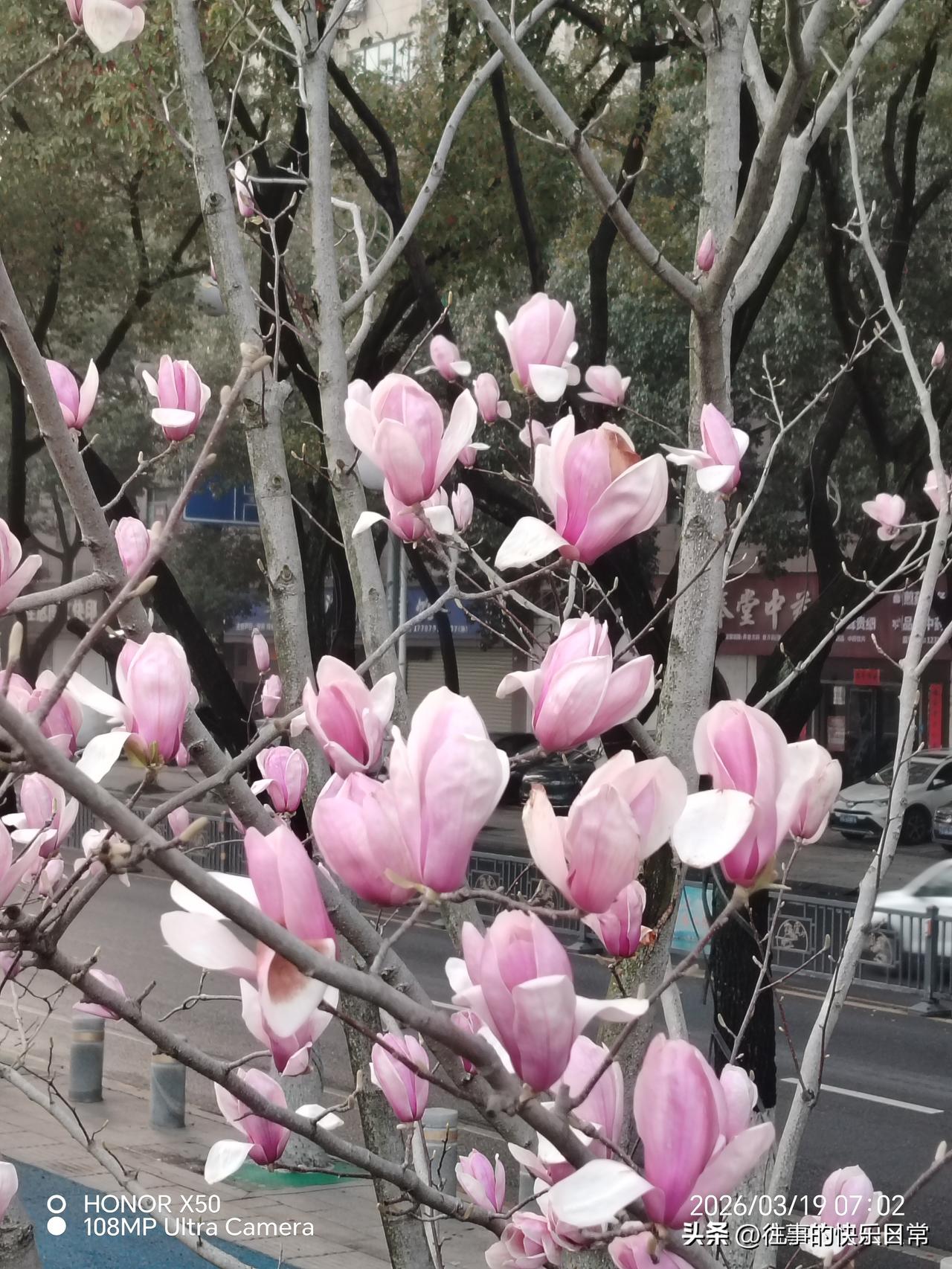 记录我的20263月19日长江岸边晨练赏玉兰花盛开