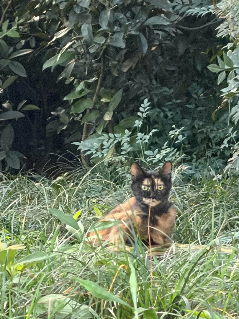 远看以为是木头桩 结果是一只猫 