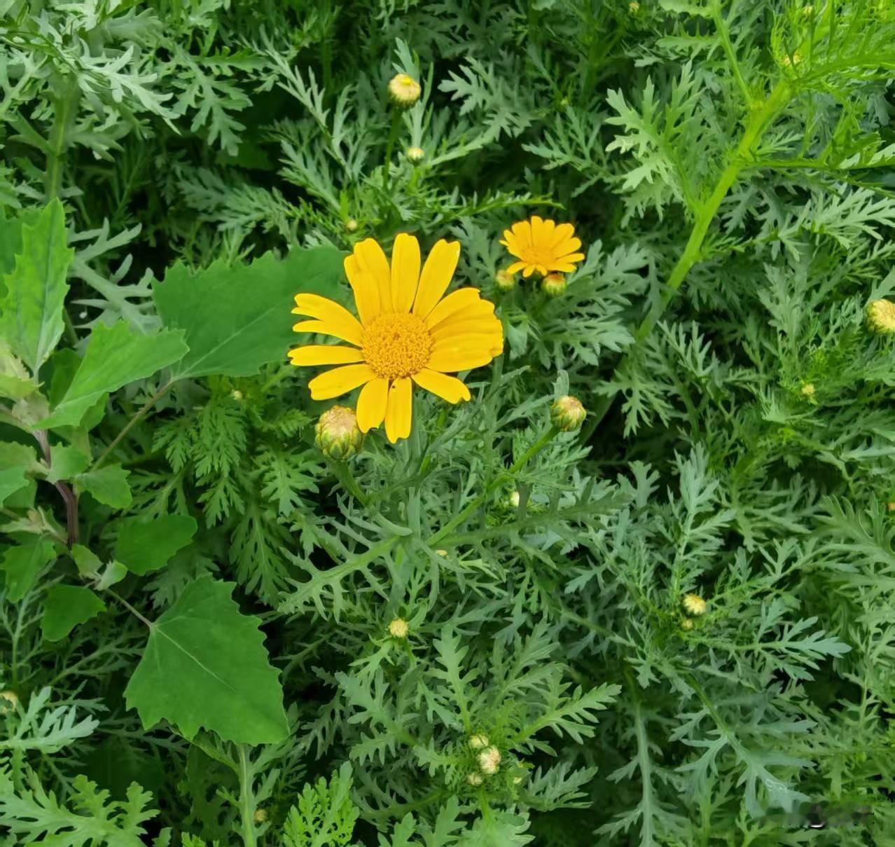原来茼蒿也开花～～
端午节回家，看见妈妈的菜园里一朵又一朵的小黄花，我以为是小菊