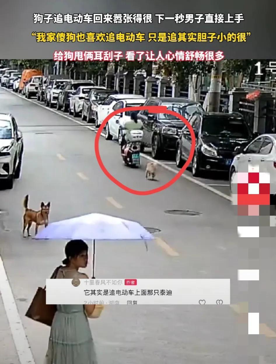 狗仗人势！这次没占到人势，还挨主人一顿打！狗狗🐶调皮对骑行女子紧追不舍，把女子