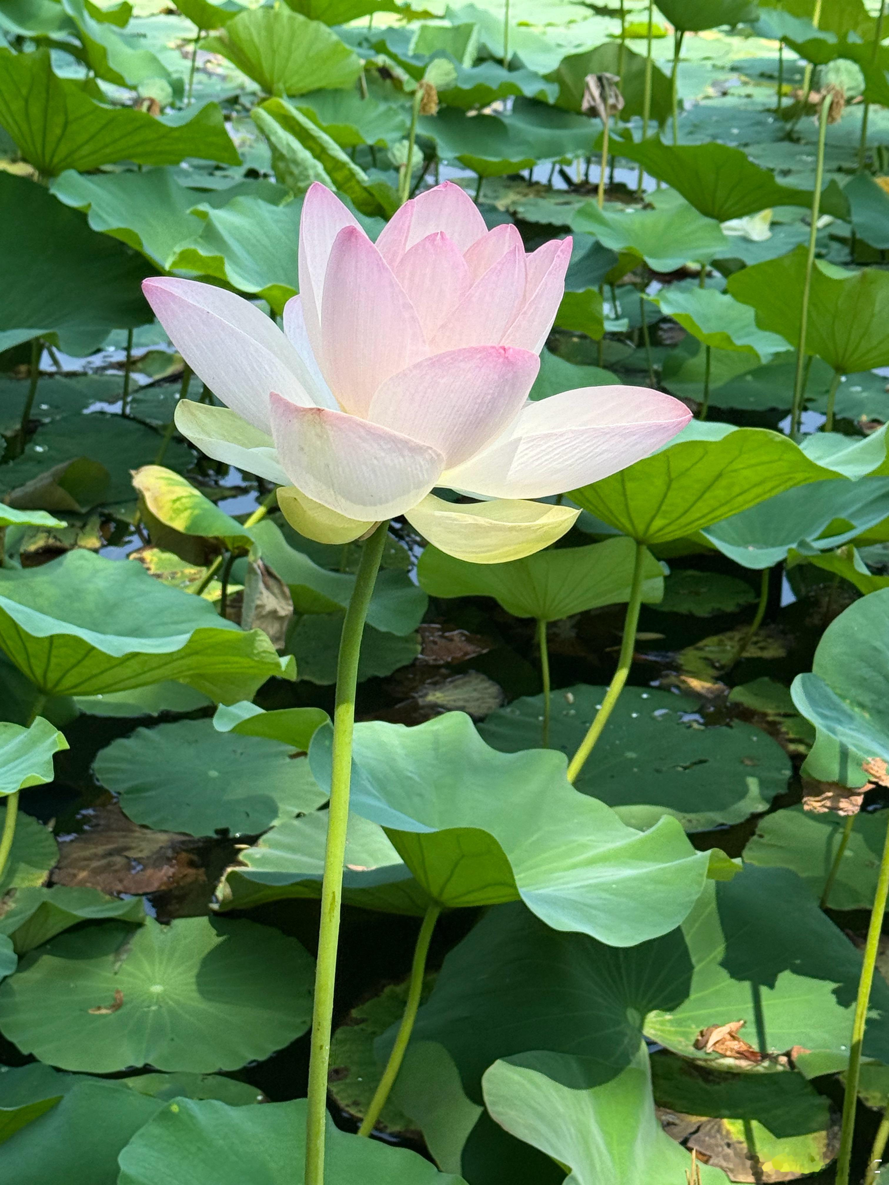 下周三为秋分，下周五为中秋，是中秋佳节的一周，这一周生活中以心平气和，多倾听平和
