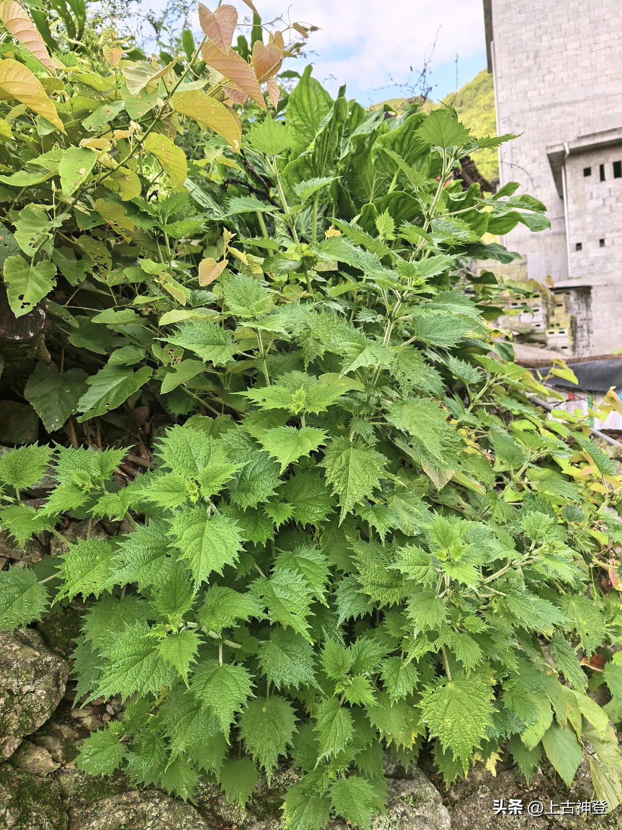 谁知道这玩意叫什么？