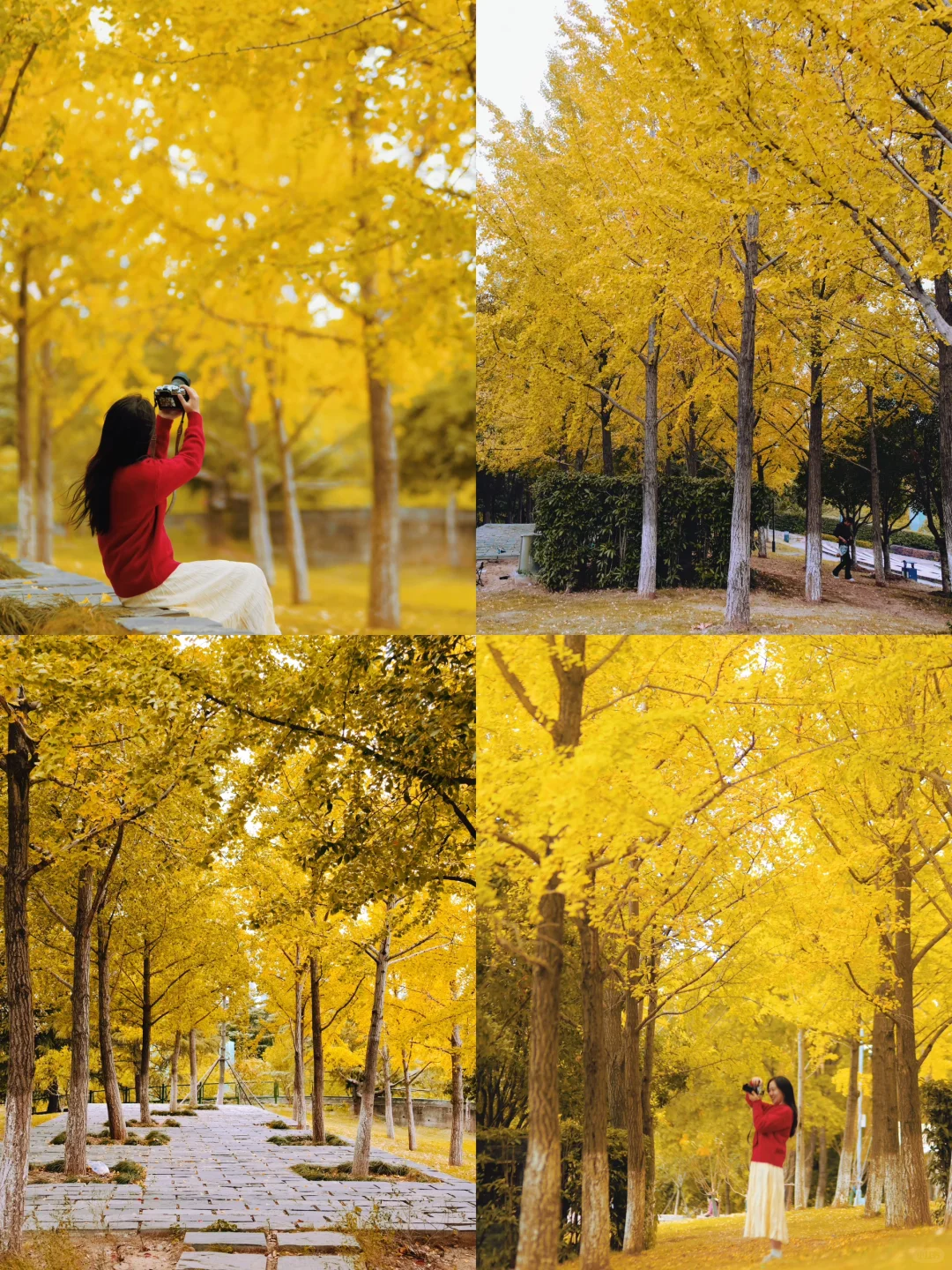 武汉第一波银杏黄了❗️地铁可到银杏公园🍂