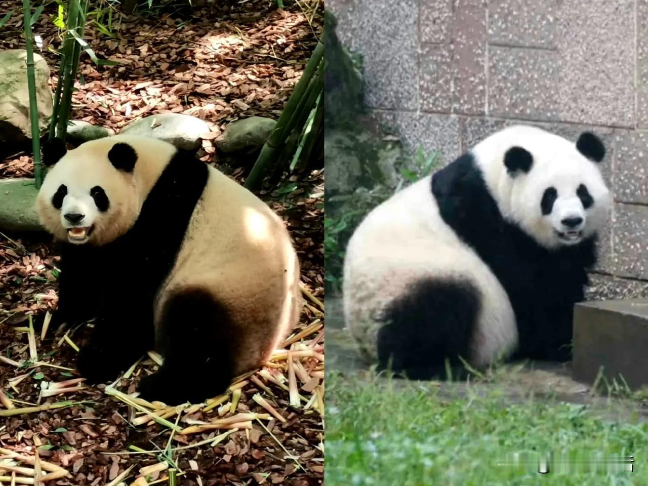 我从来不知道，梅兰肉肉和囡囡是同一个爹，两熊是两姐妹。

问题一样的身材，这是为