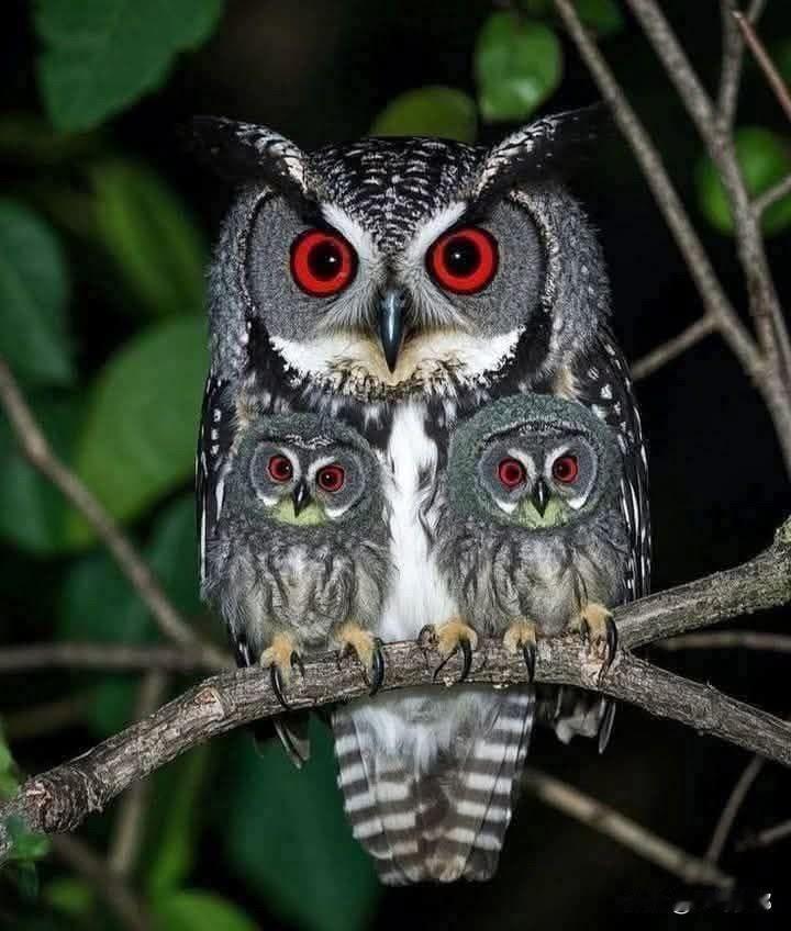 萌趣猫头鹰一家，红眼大眼萌翻天！🐦👀💕