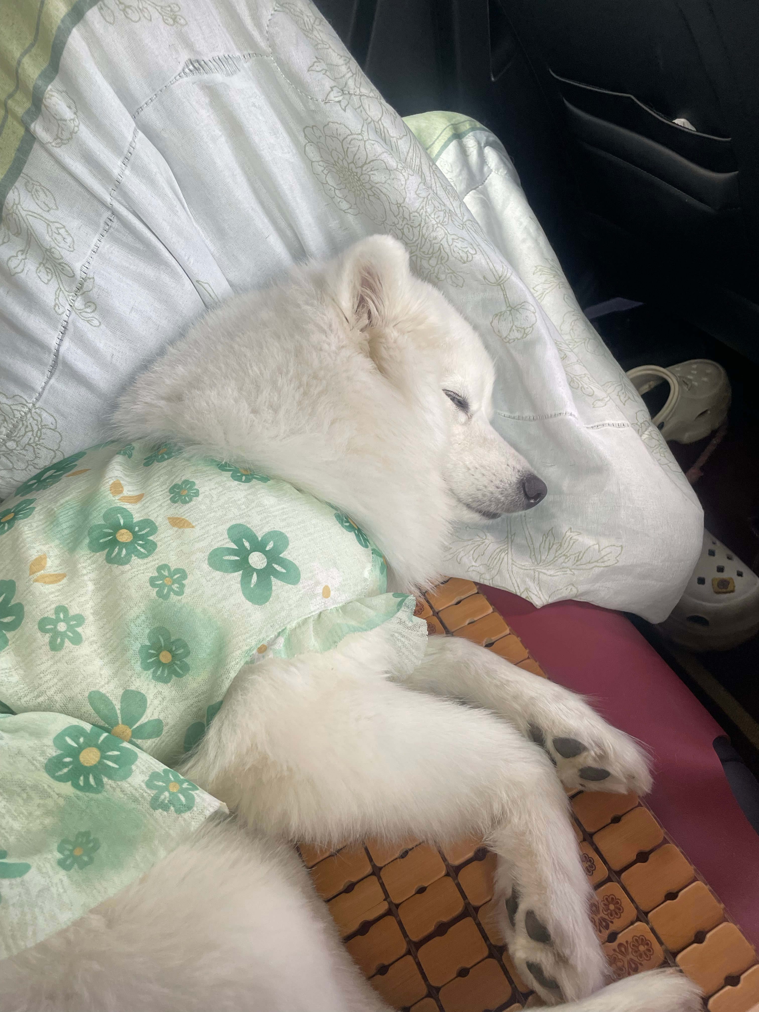 小狗美食plog纪念册  ​​​