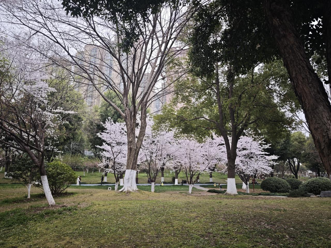 勇敢地做一个“坏老人”
这是我听到的播客的标题，作者是一个日本人。
他所谓的“坏