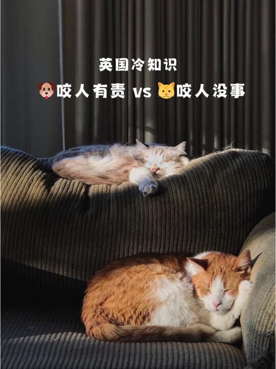 救命！英国法律有多双标？狗：我真的会谢