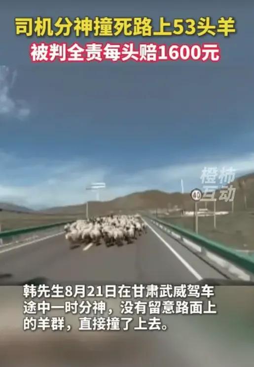 赔了八万四千八，连一根羊毛都带不走。甘肃这位韩大哥，用53条羊命给大家上了一堂"