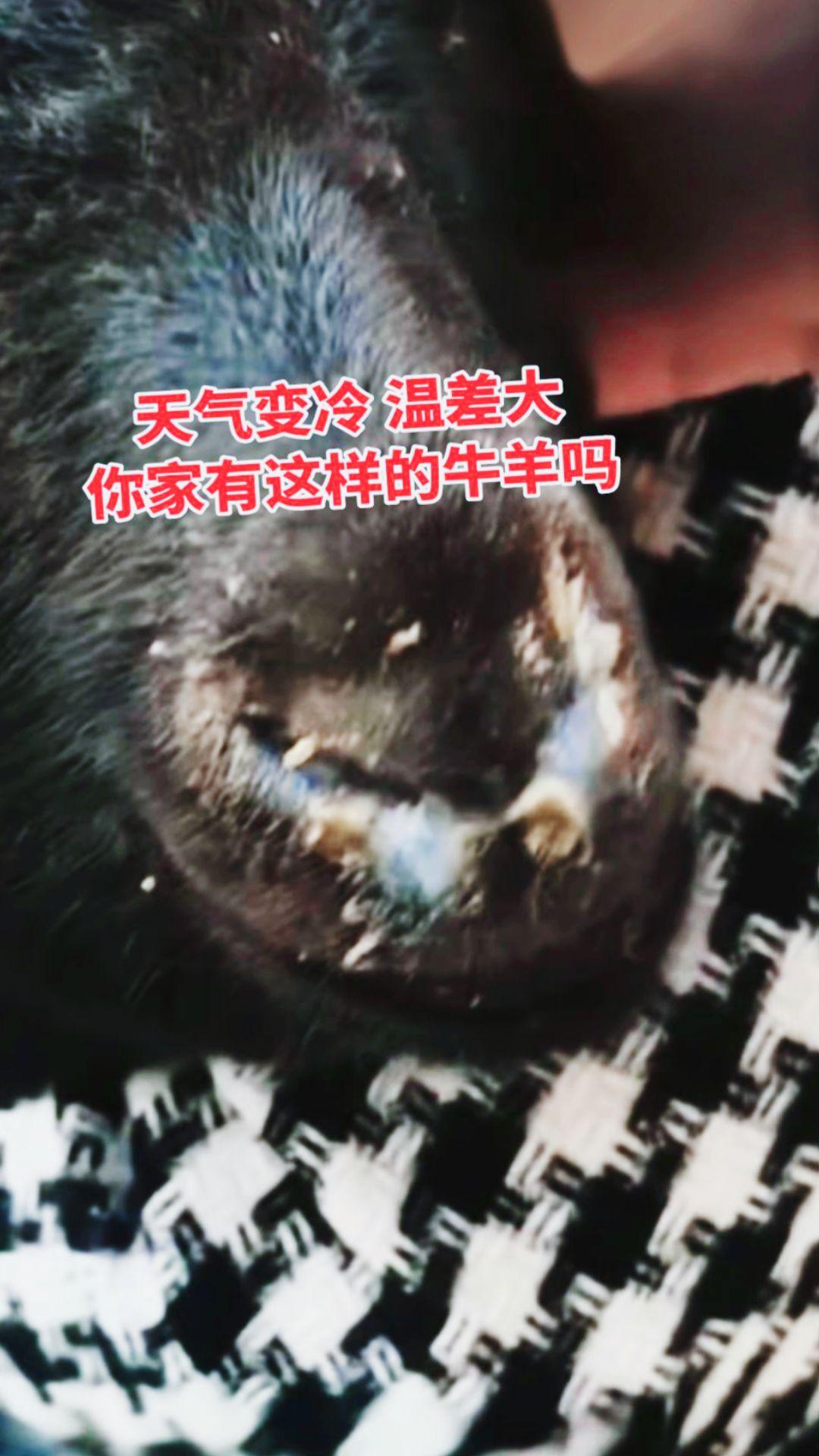 养羊人 养羊技术 牛羊感冒流鼻涕 牛羊咳嗽