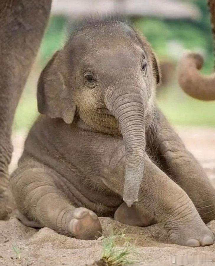 小象太可爱了 🥰🐘♥️ 