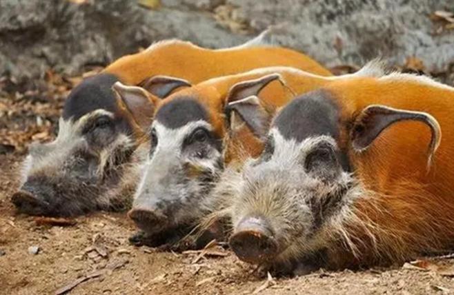 非洲大陆红河猪泛滥成灾，当地苦无对策，引入我国吃肉如何？

一提非洲红河猪泛滥，