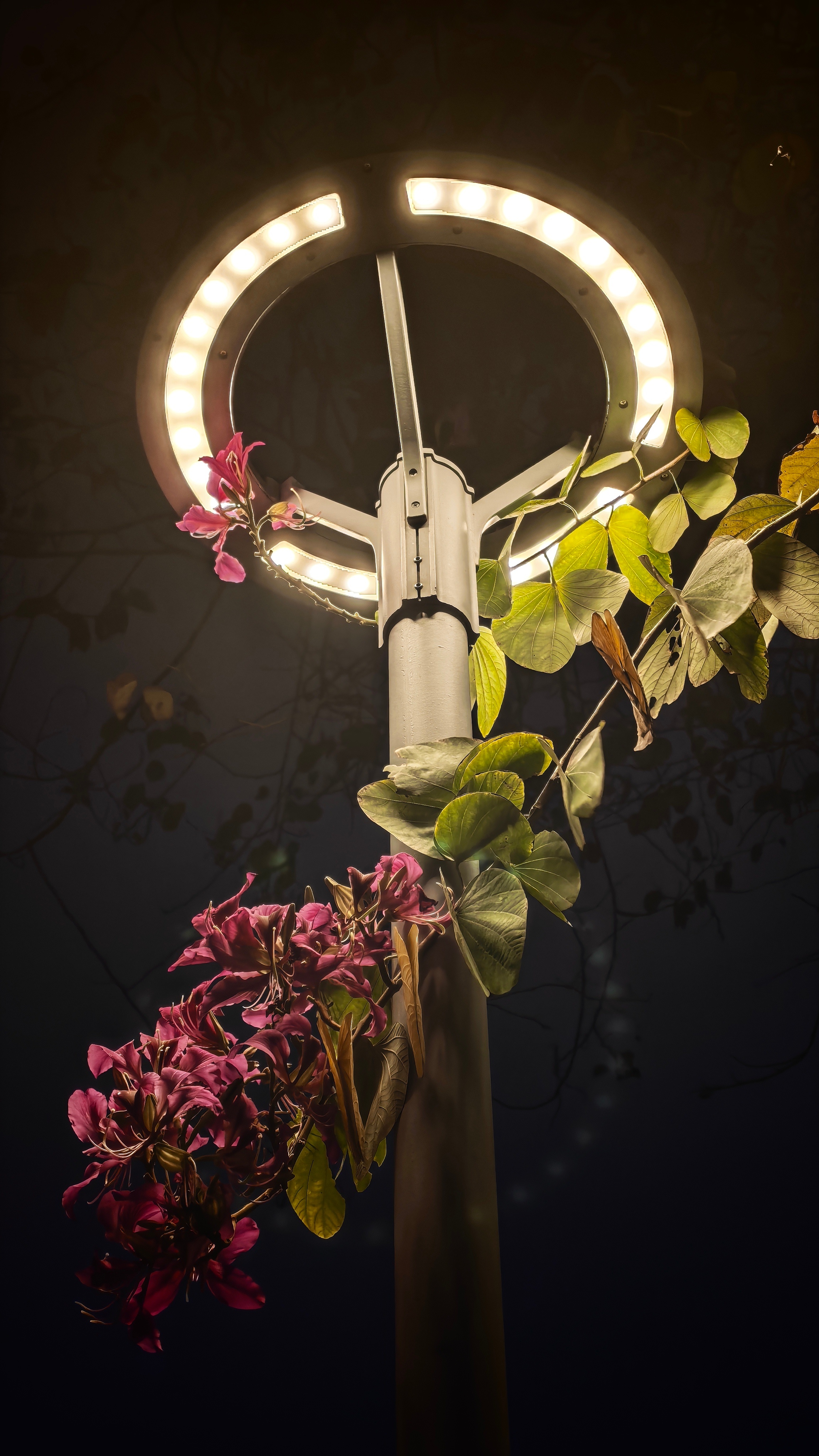 远看以为谁给灯柱编了个花环，近看原来是花让灯环有个伴 