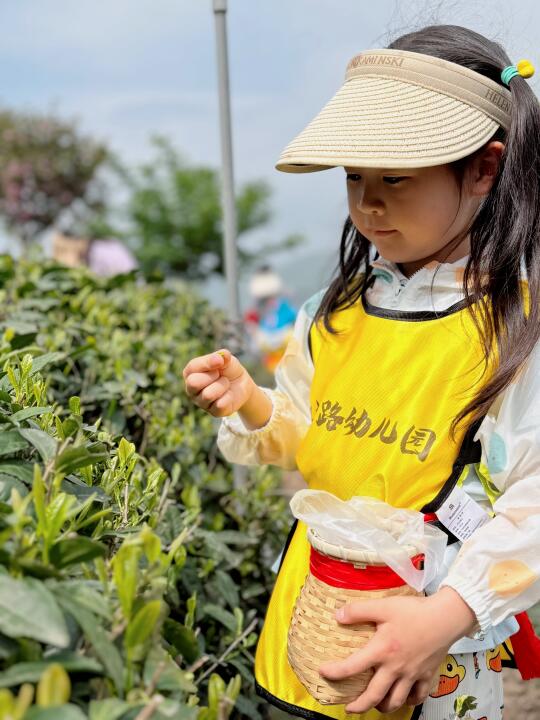 掐个尖尖，回家泡茶喝！